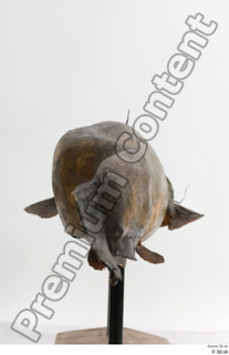 Catfish  1 whole body 0010.jpg